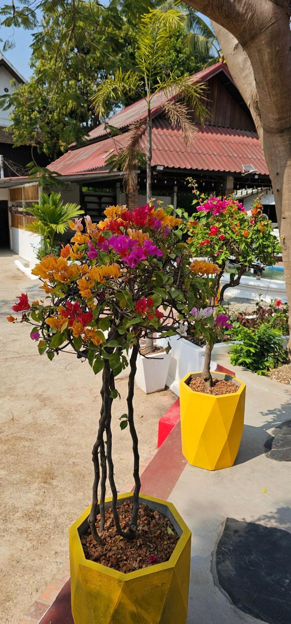 Sabaidee Guesthouse Luang Prabang Eksteriør bilde